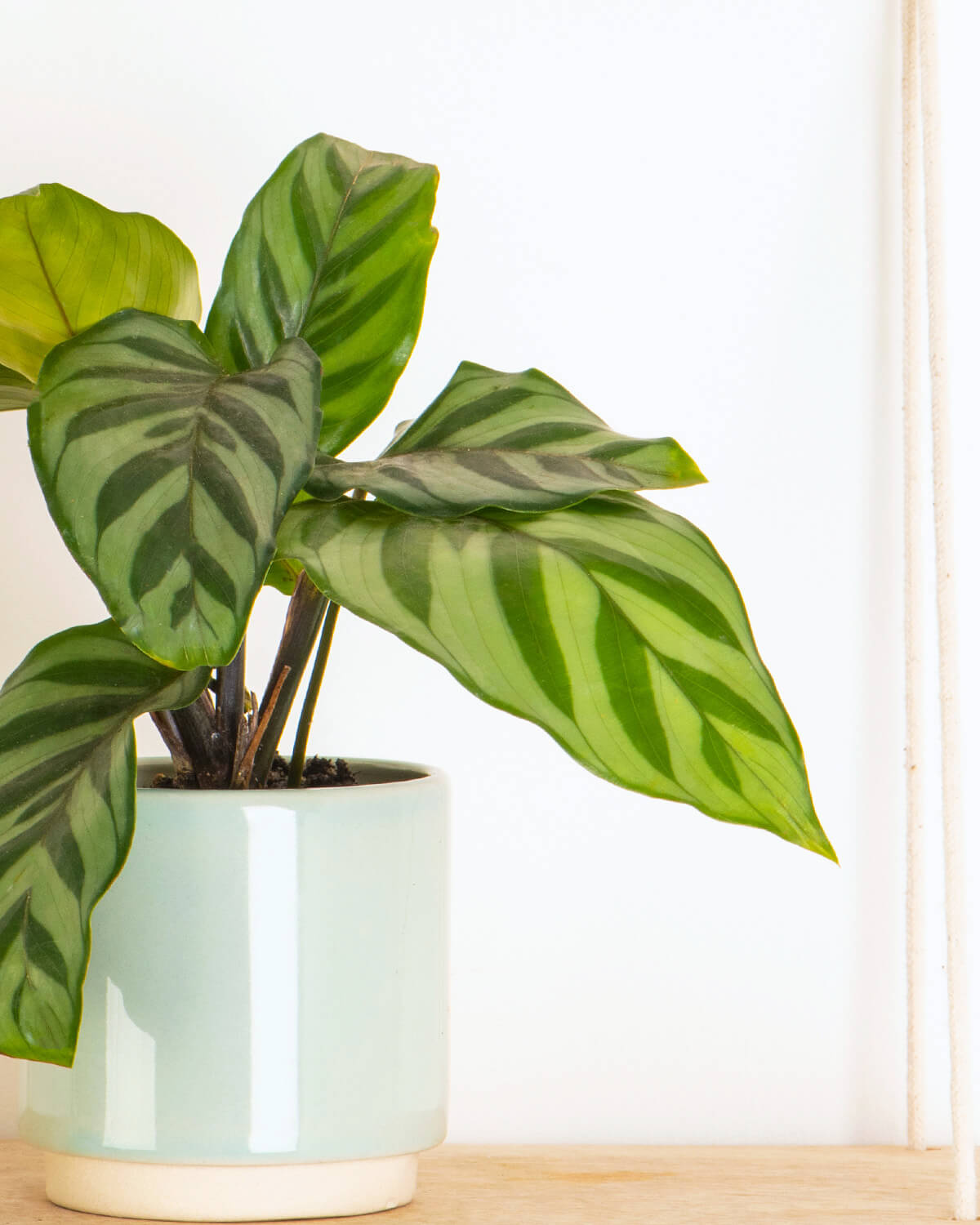 Lil' Freddie Prayer Plant
