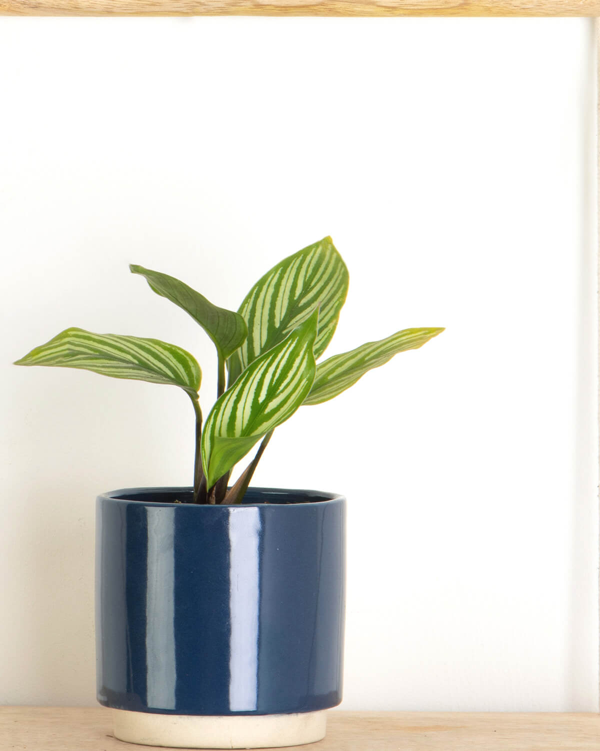 Lil' Vittata Prayer Plant