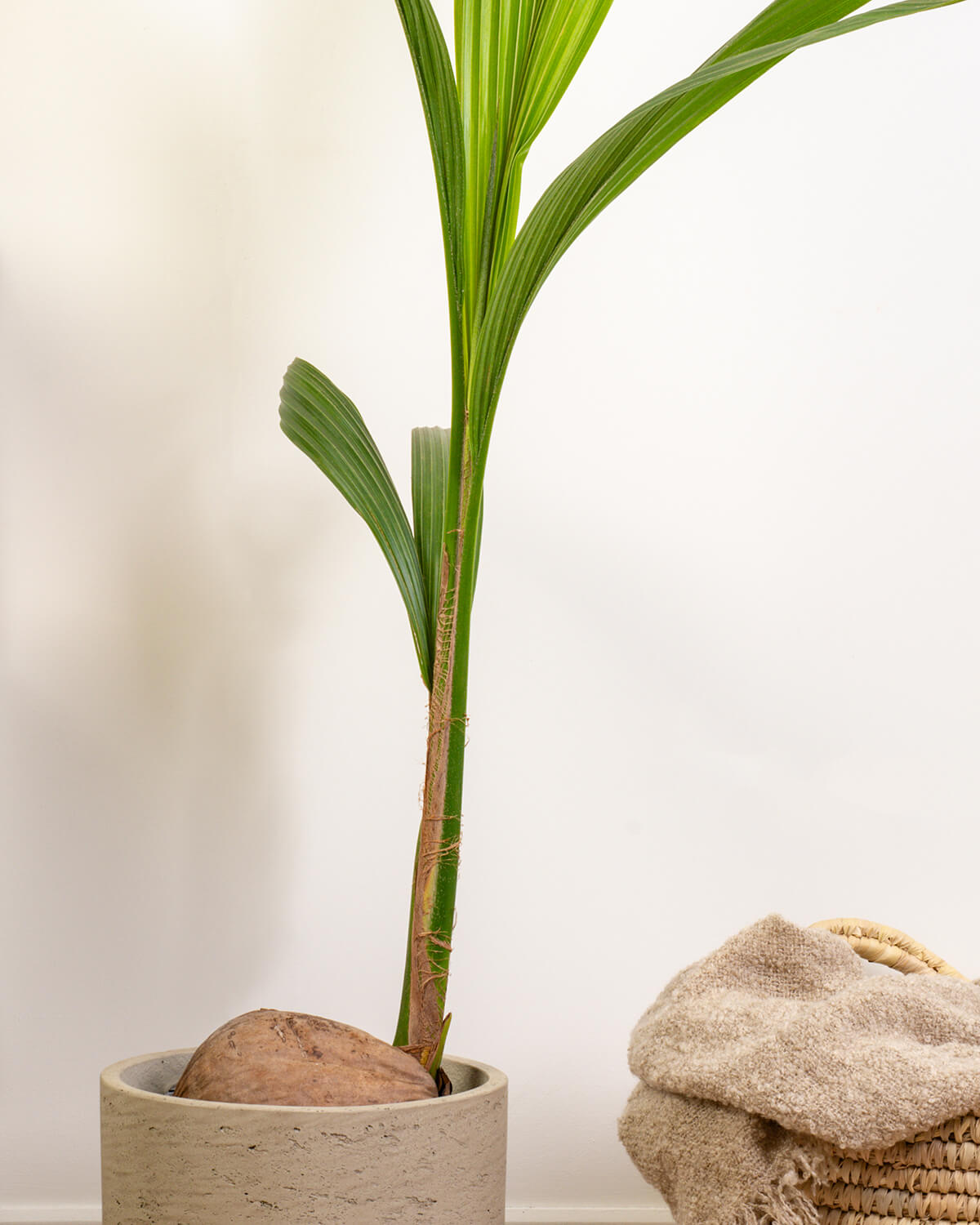 Coconut Palm