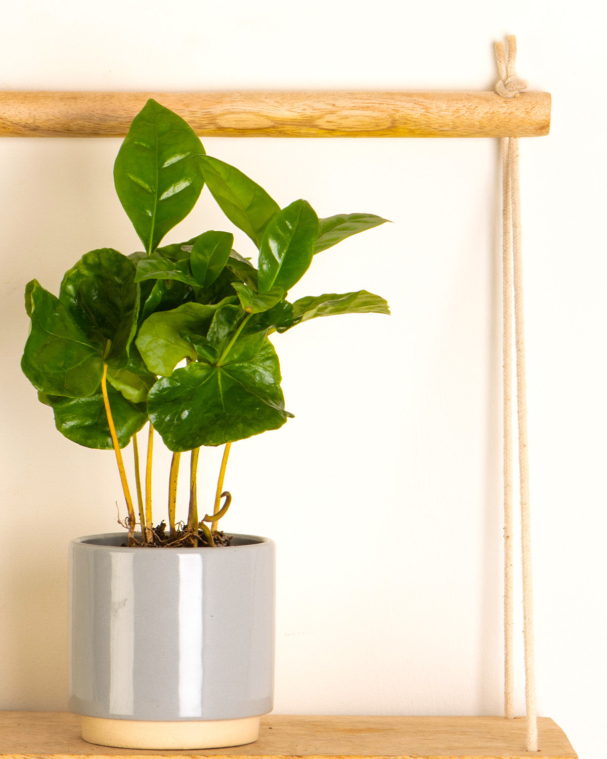 Lil' Coffee Plant
