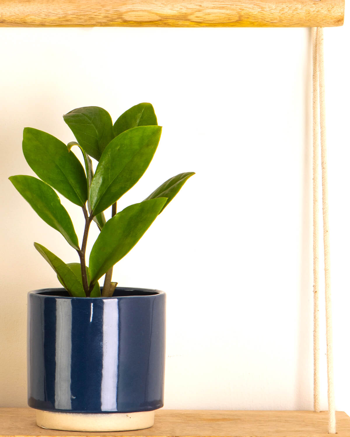 Lil' ZZ Plant