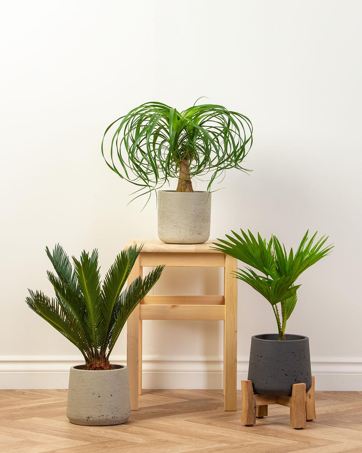 Palm Bundle
