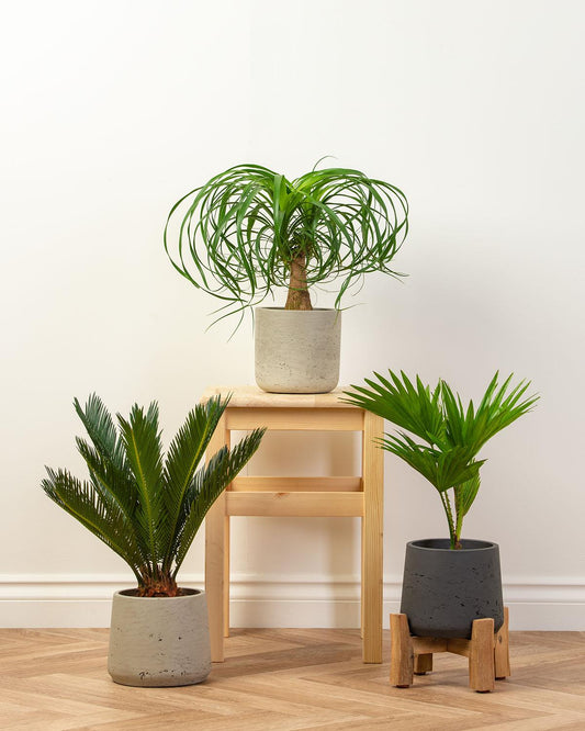 Palm Bundle