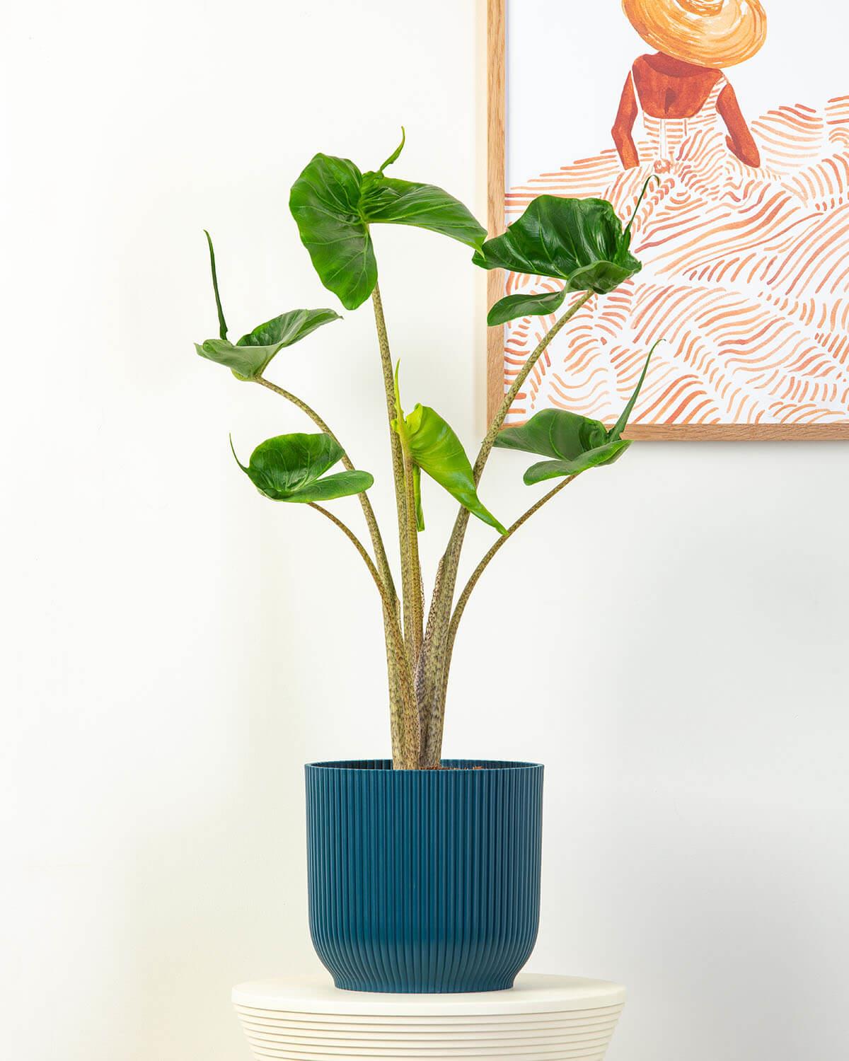 giant elephant ear plant uk Elephant Ear Plant | Alocasia Stingray