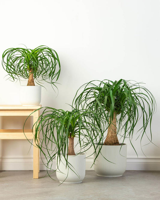 Ponytail Palm