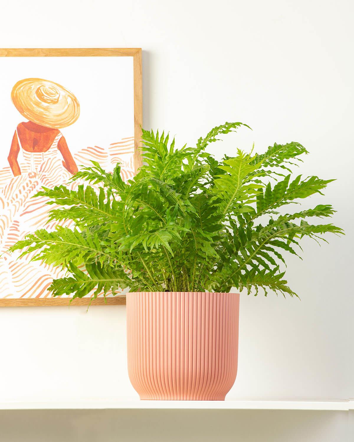 silver fern indoor plant Silver Lady Fern