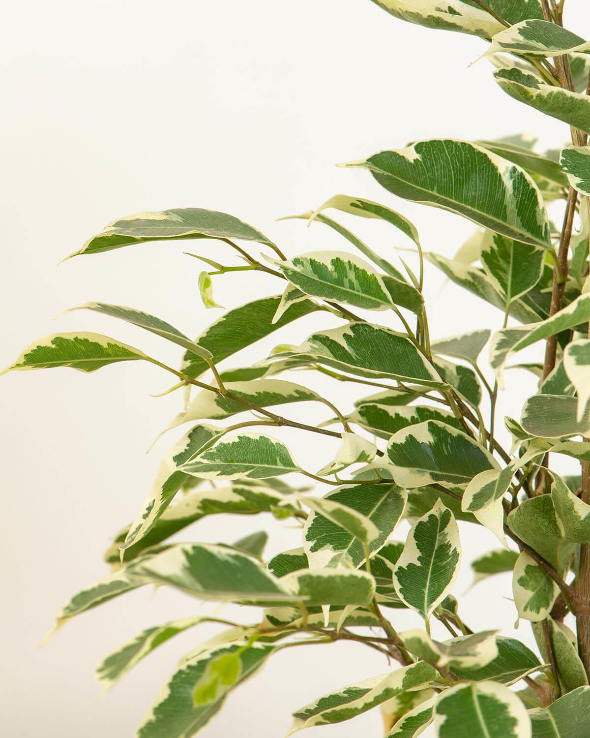 Variegated Weeping Fig