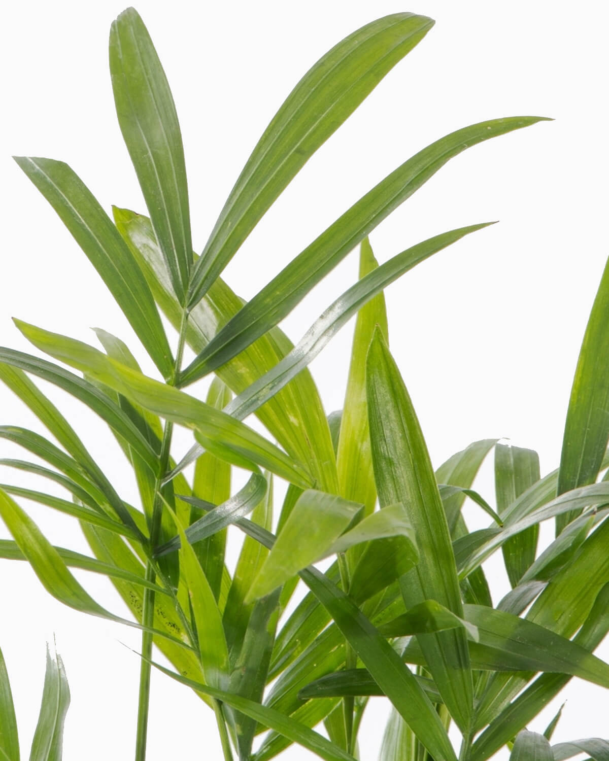 Lil' Parlour Palm