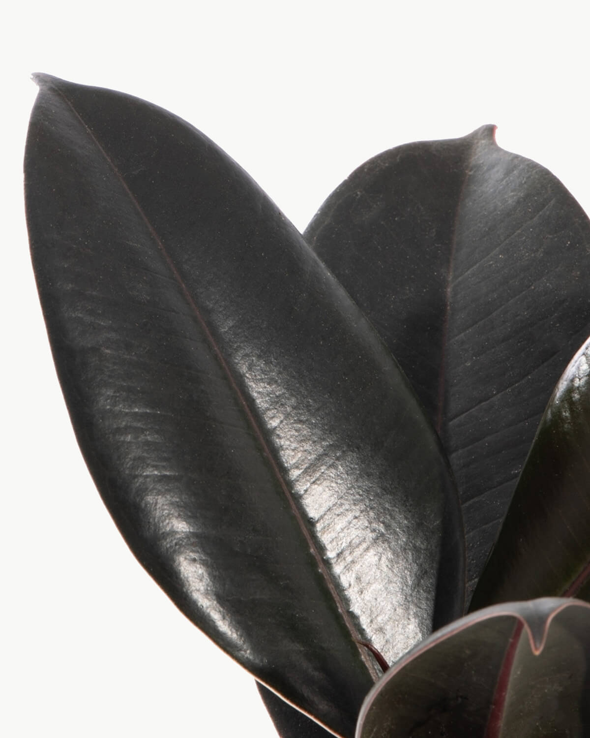 Lil' Rubber Plant