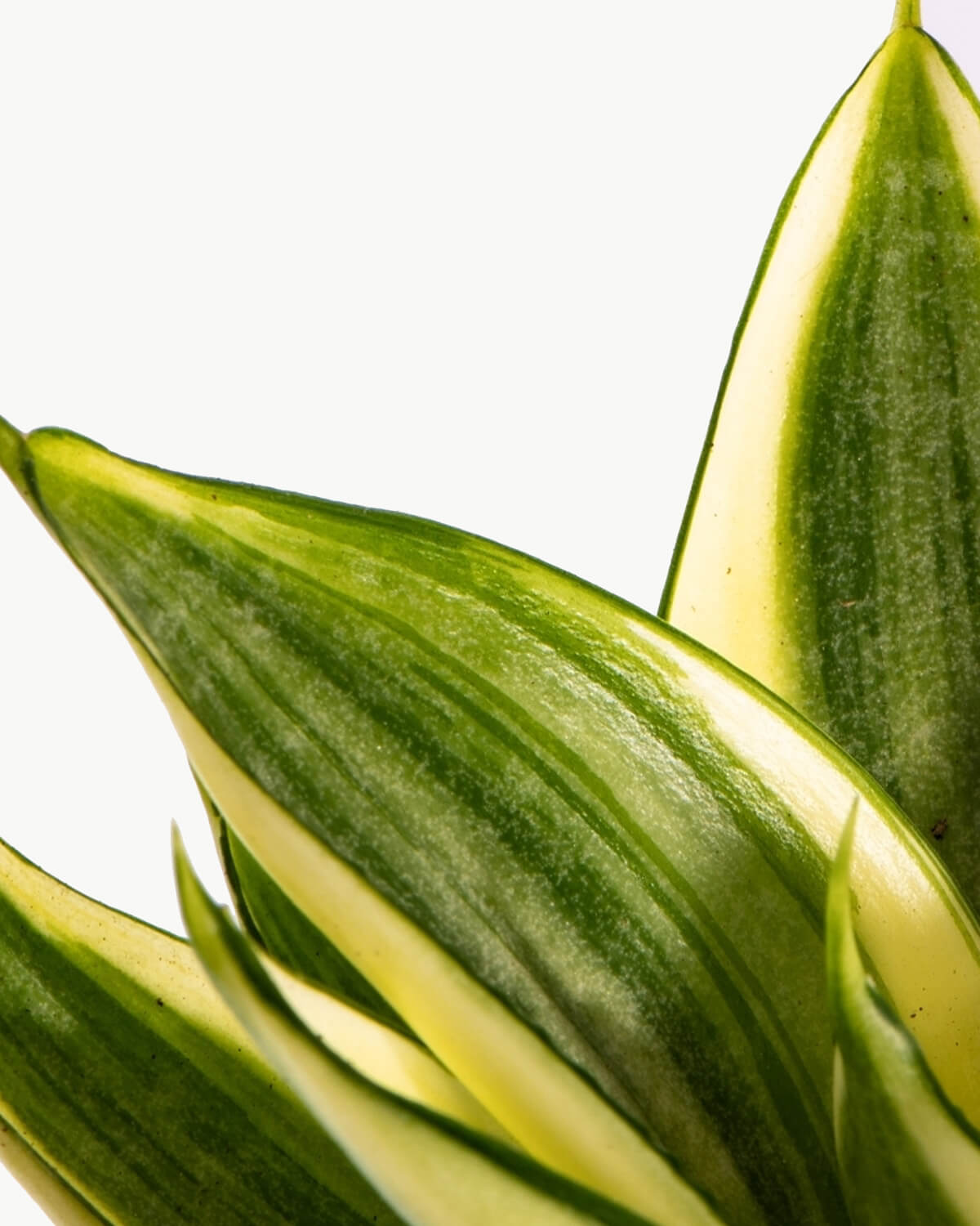Lil' Birds Nest Snake Plant