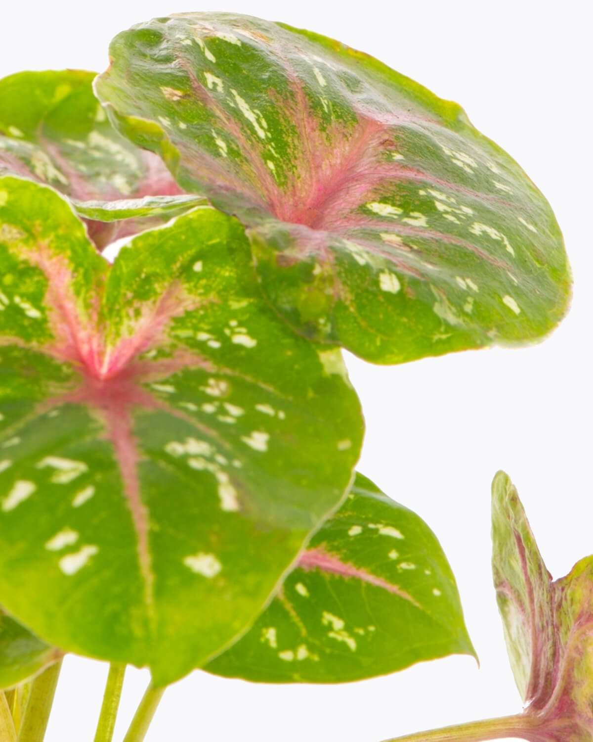 Lil' Angel Wings Casey