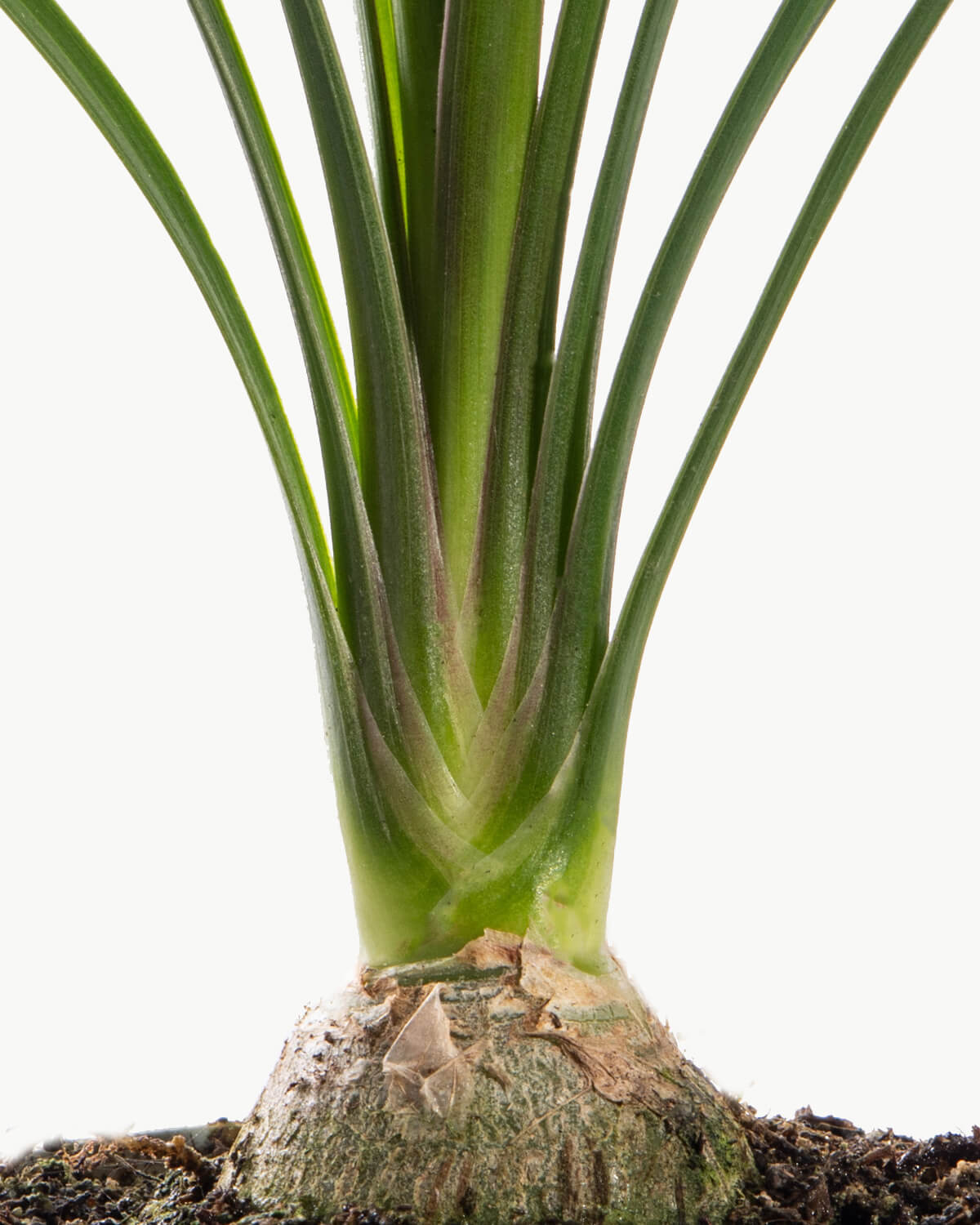 Lil' Ponytail Palm
