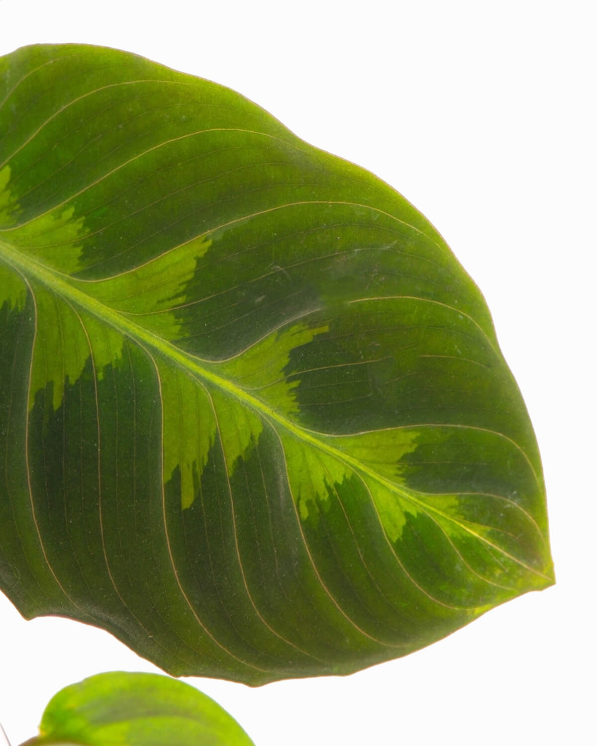 Lil' Warszewiczii Prayer Plant