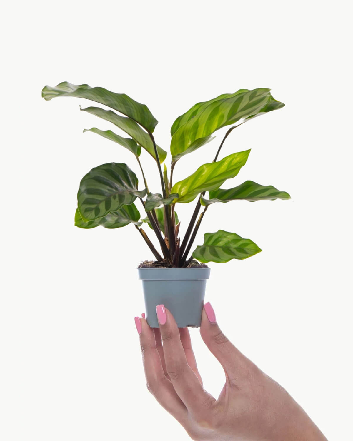Lil' Freddie Prayer Plant