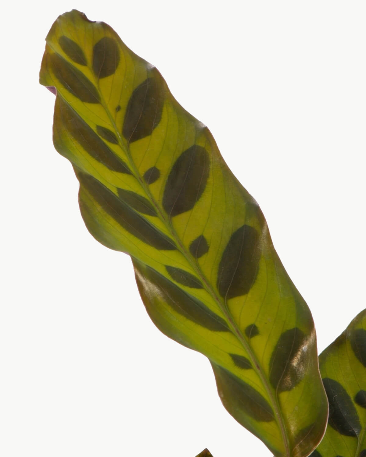 Lil' Lancifolia Prayer Plant