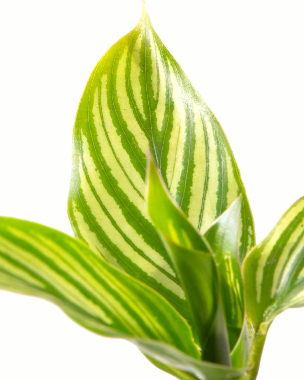 Lil' Vittata Prayer Plant