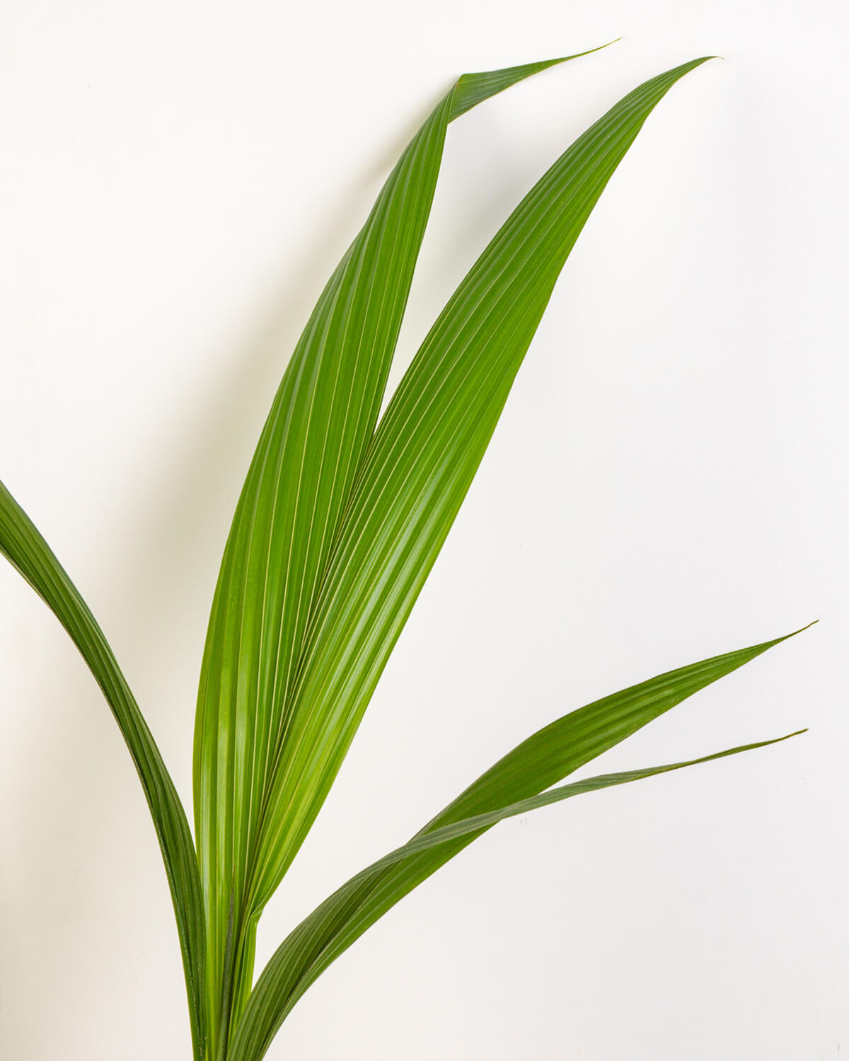 Coconut Palm