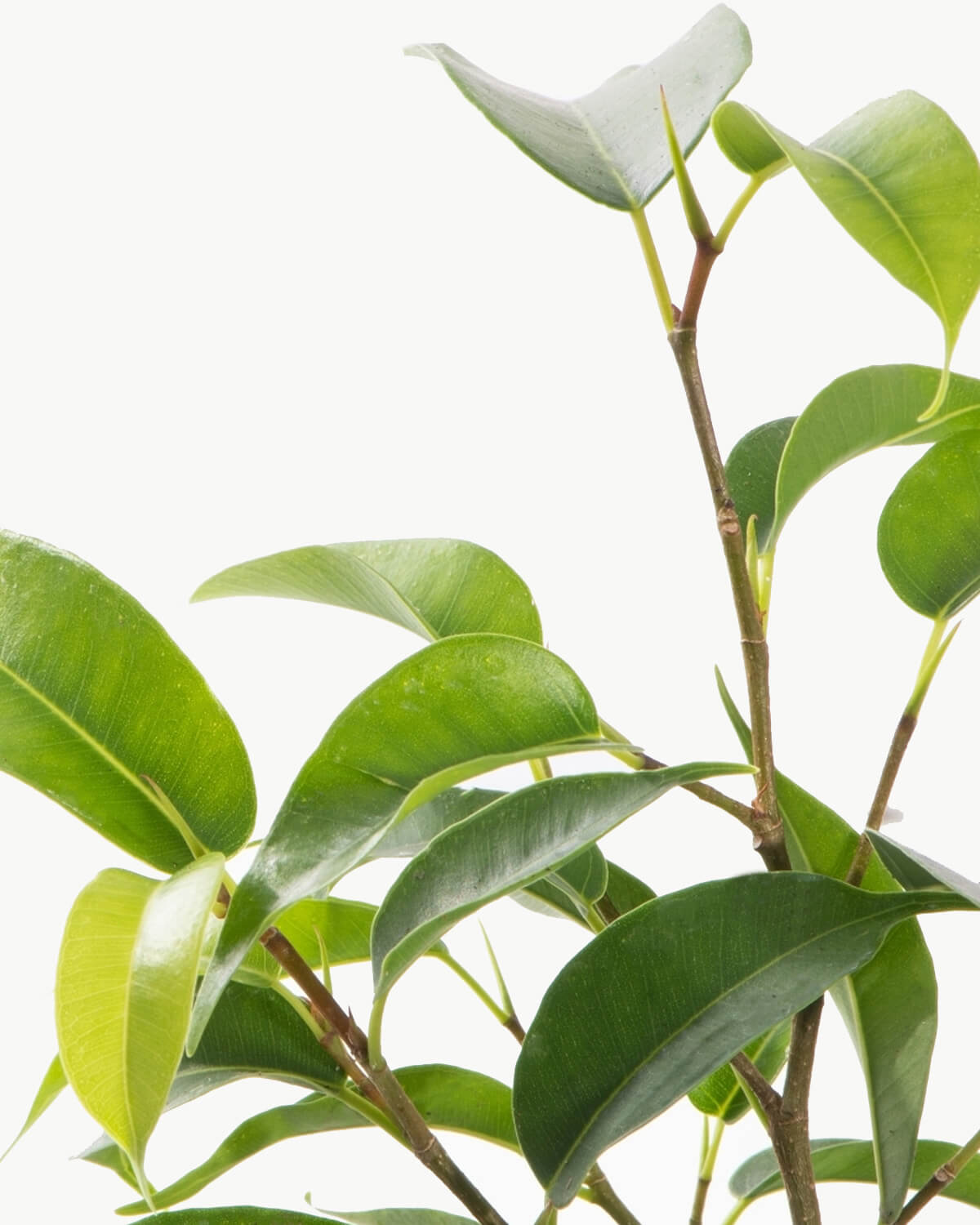 Lil' Weeping Fig