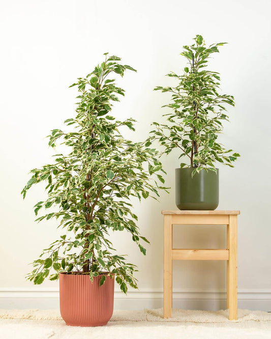 Variegated Weeping Fig
