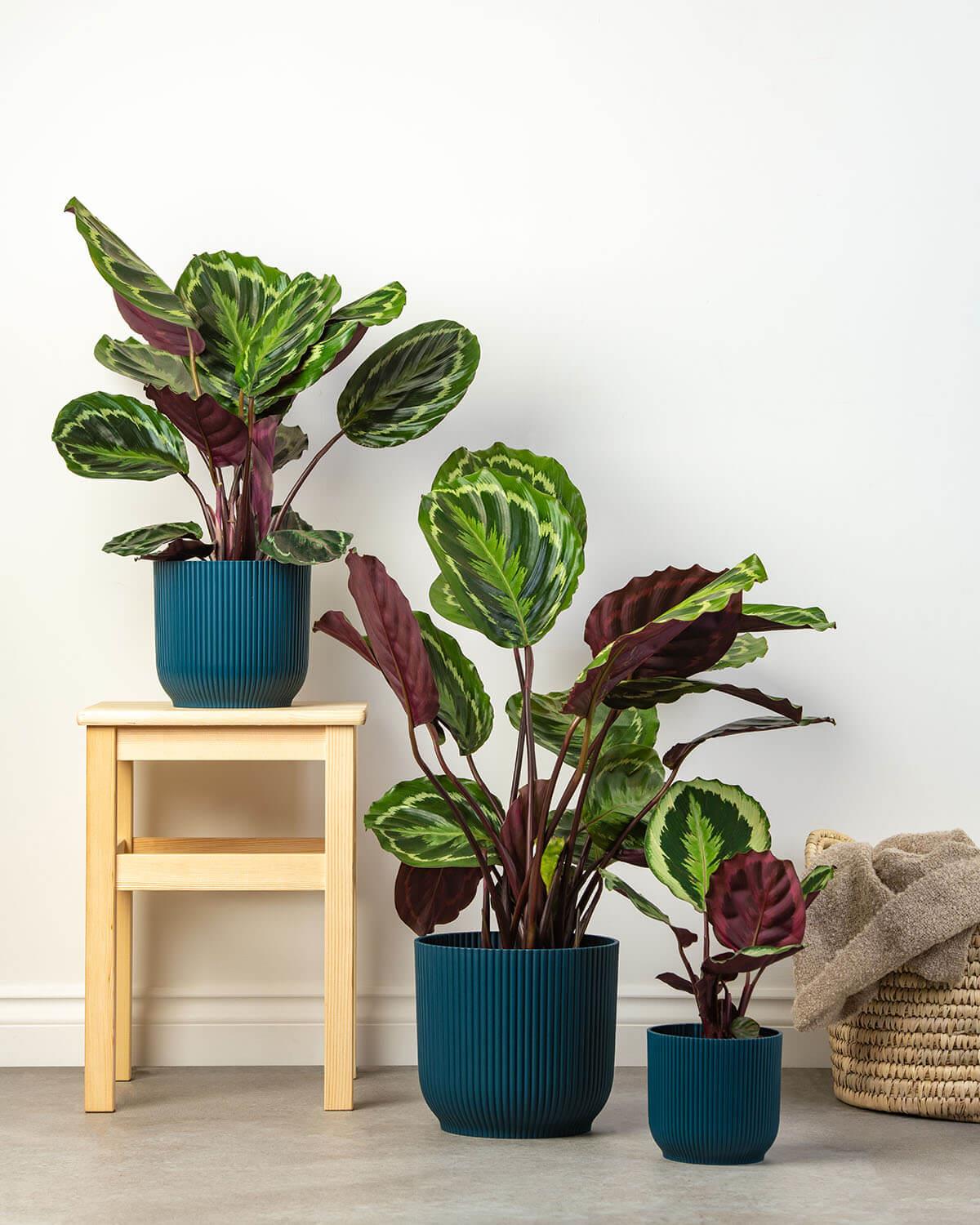 prayer plant medallion Medallion Prayer Plant | Calathea Medallion