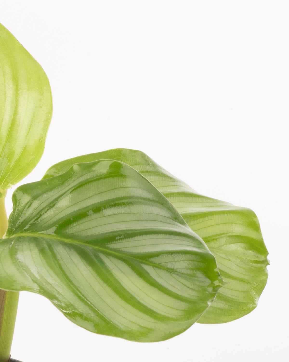 Lil' Orbifolia Prayer Plant