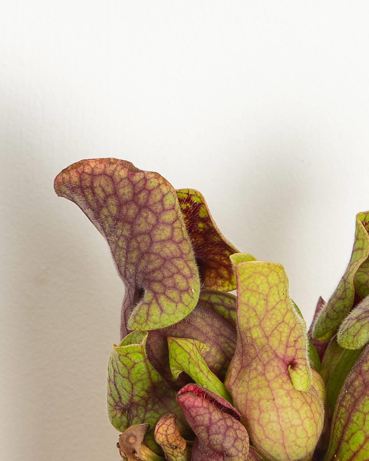 Lil' Venus Fly Trap