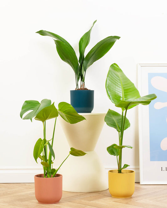 Prickle Favourites Bundle