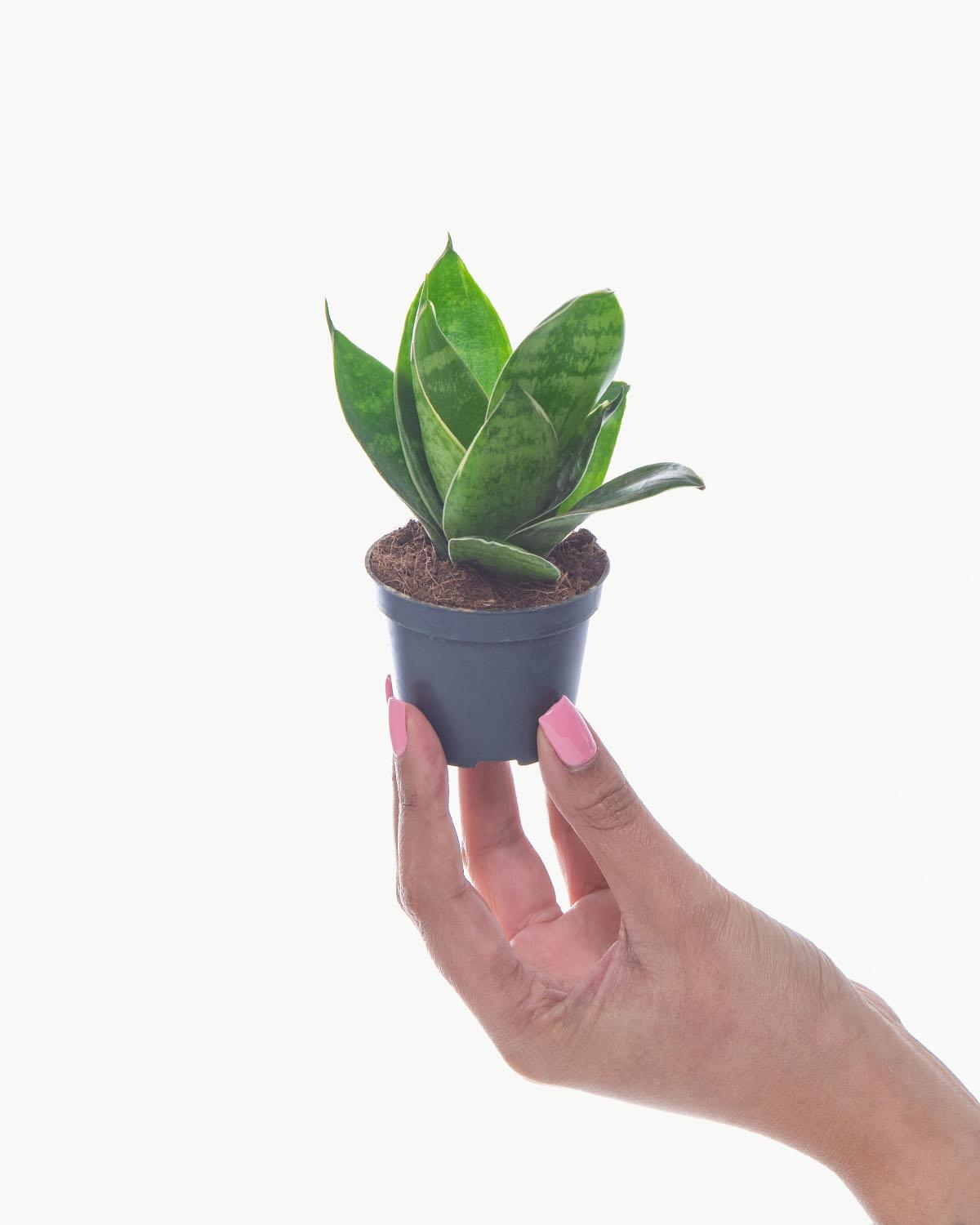 Lil' Snake Plant