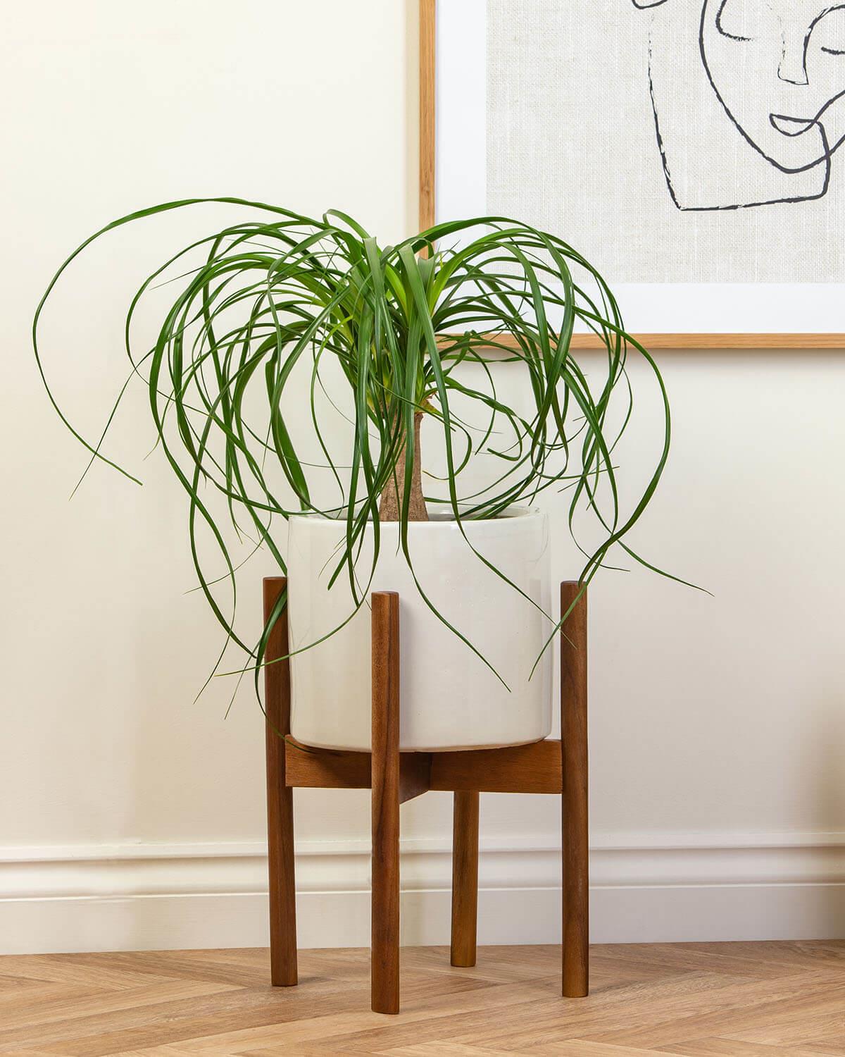 Ponytail Palm