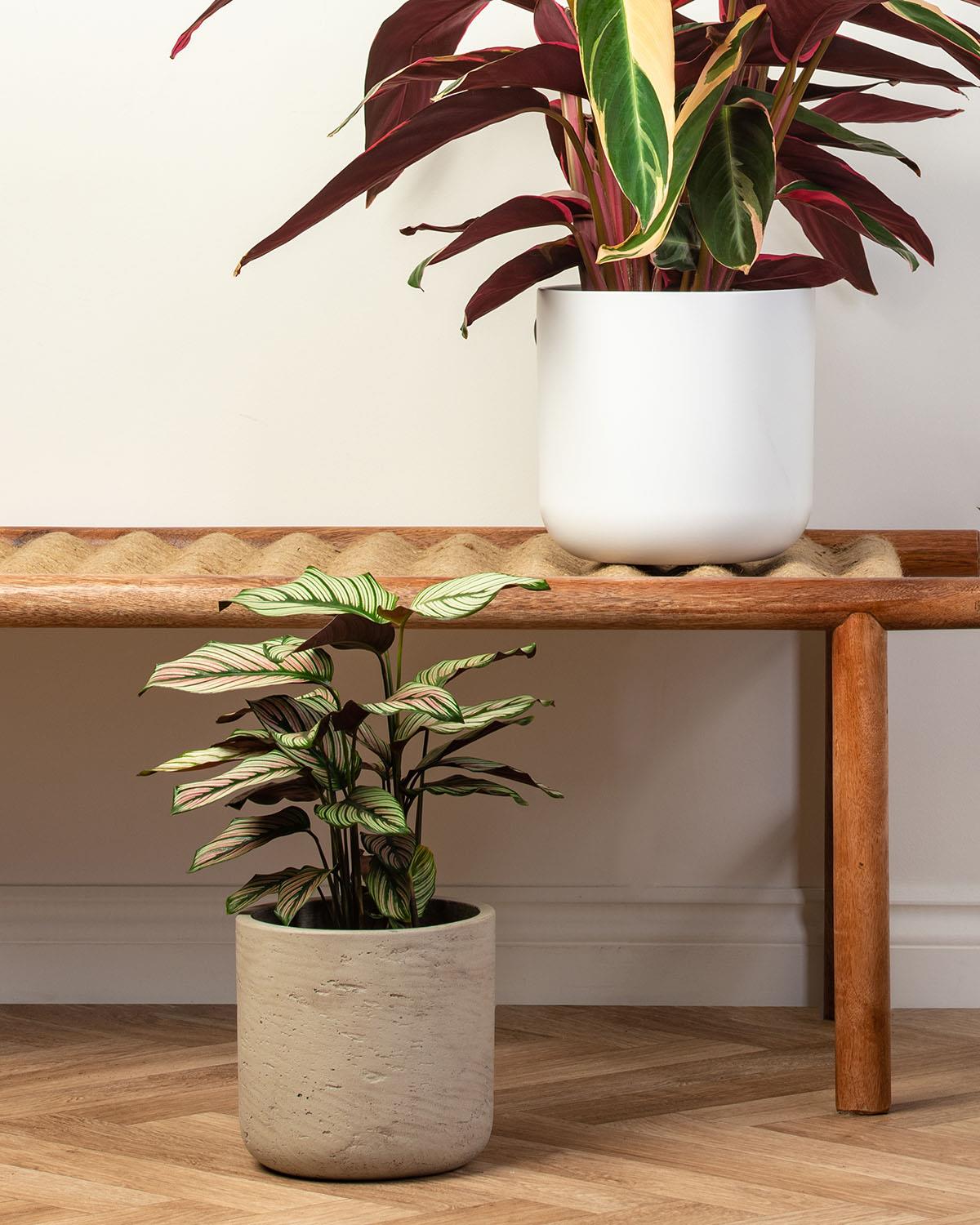 Calathea Bundle