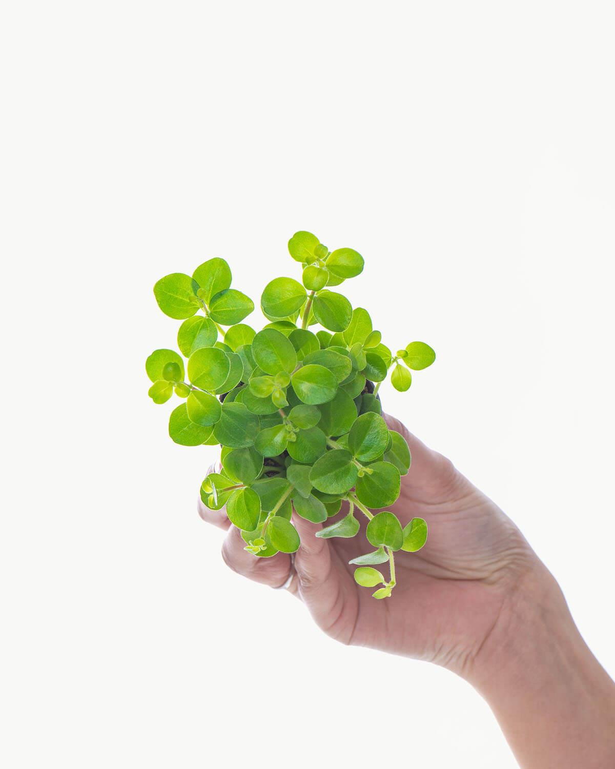 Lil' Trailing Jade Plant