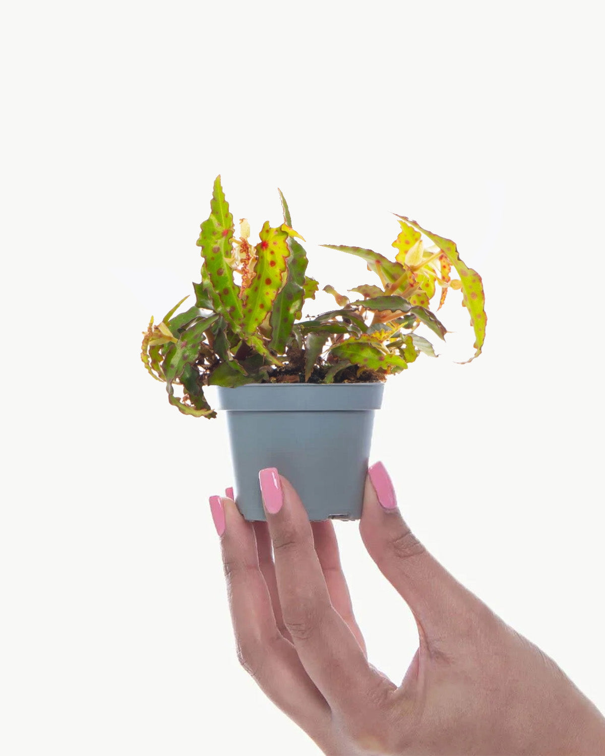 Lil' Begonia Butterfly