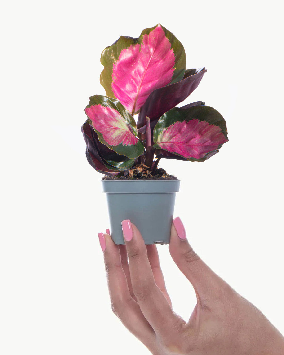 Lil' Rose Painted Prayer Plant