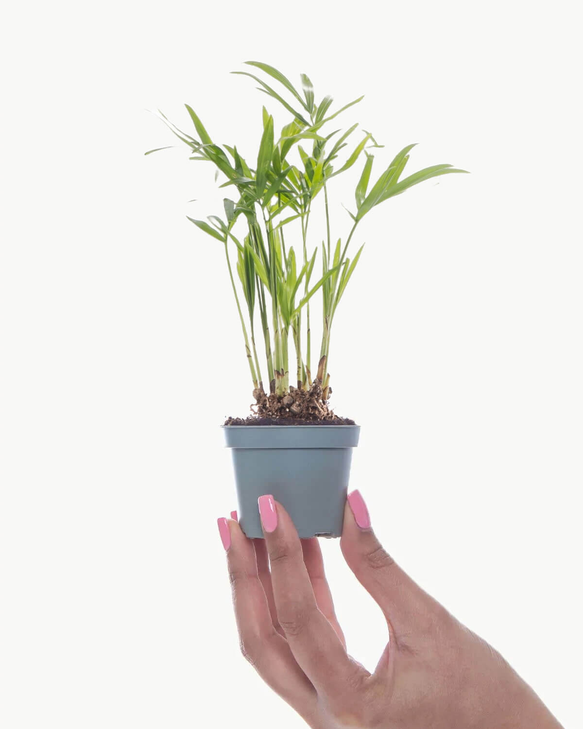 Lil' Parlour Palm