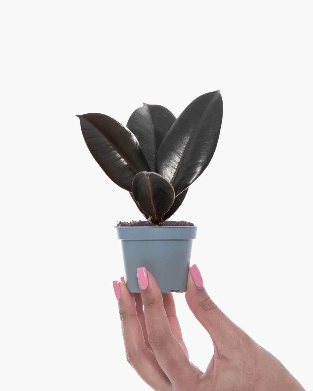 Lil' Rubber Plant
