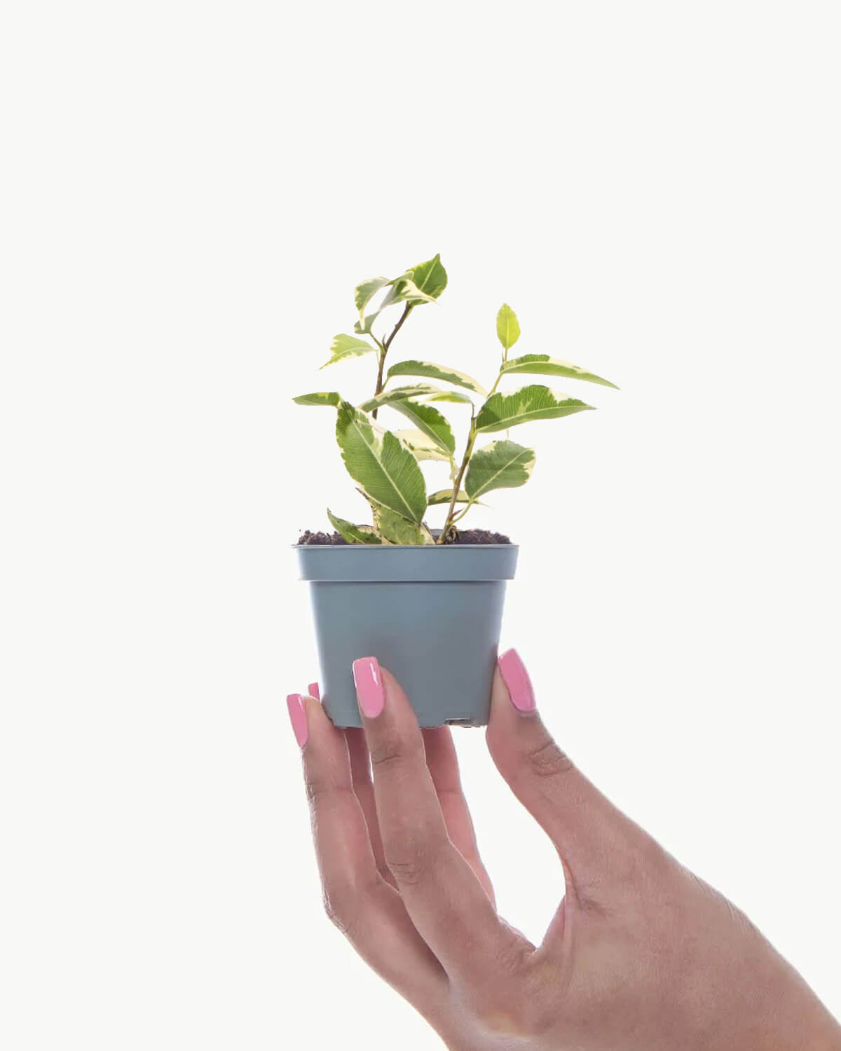 Lil' Variegated Weeping Fig