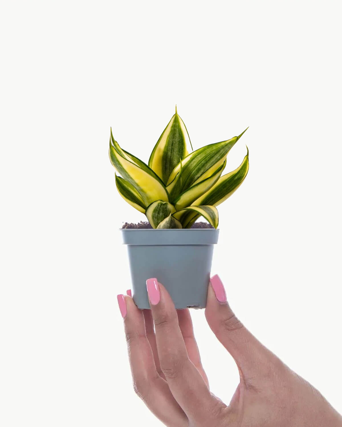 Lil' Birds Nest Snake Plant