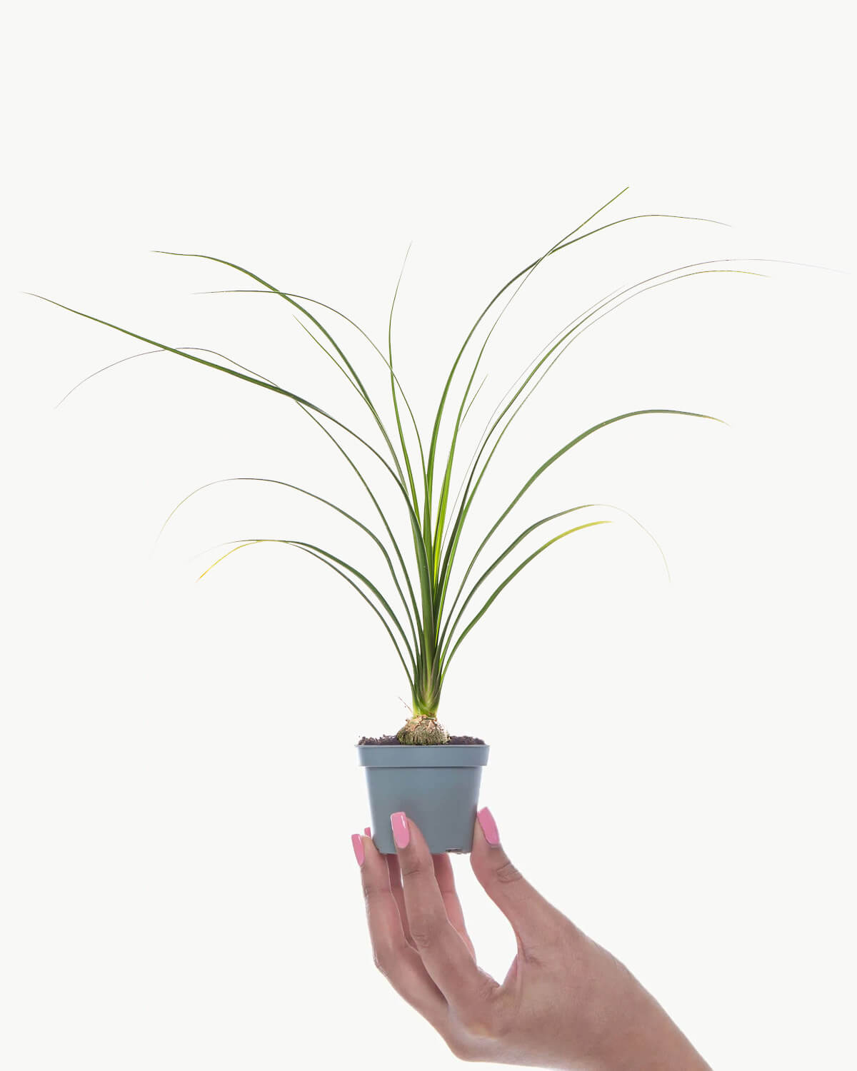 Lil' Ponytail Palm