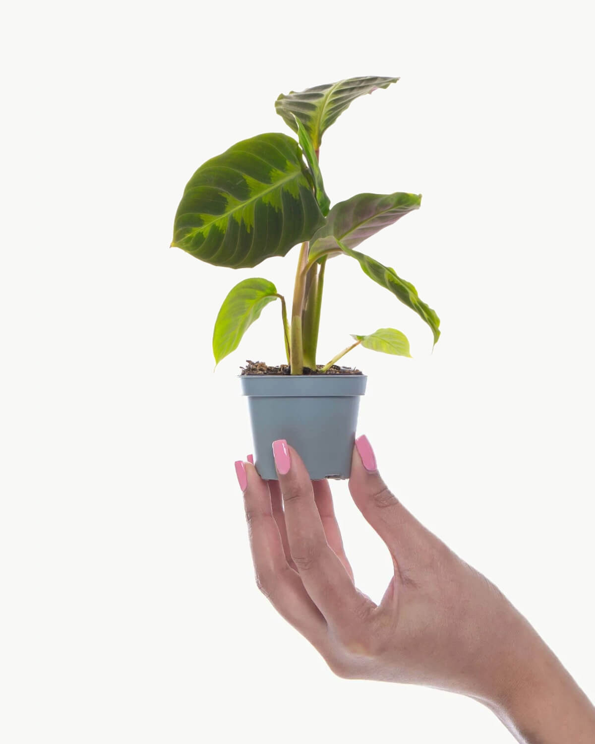 Lil' Warszewiczii Prayer Plant