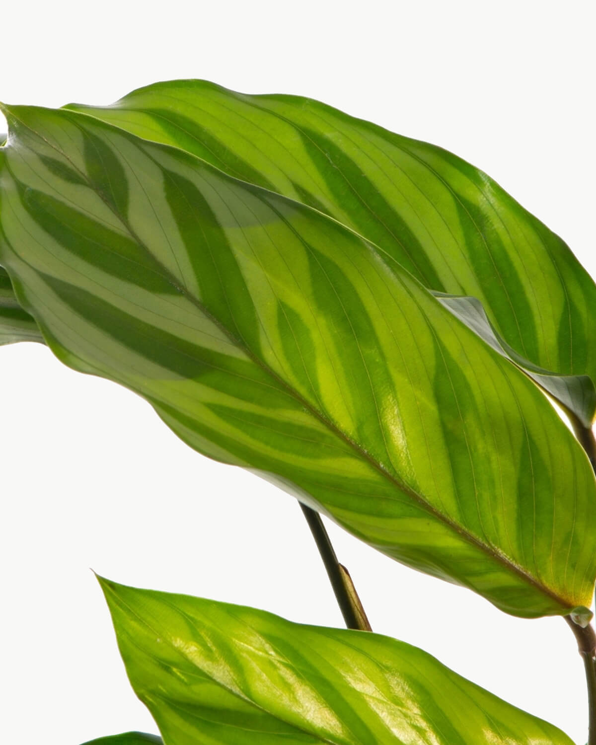 Lil' Freddie Prayer Plant