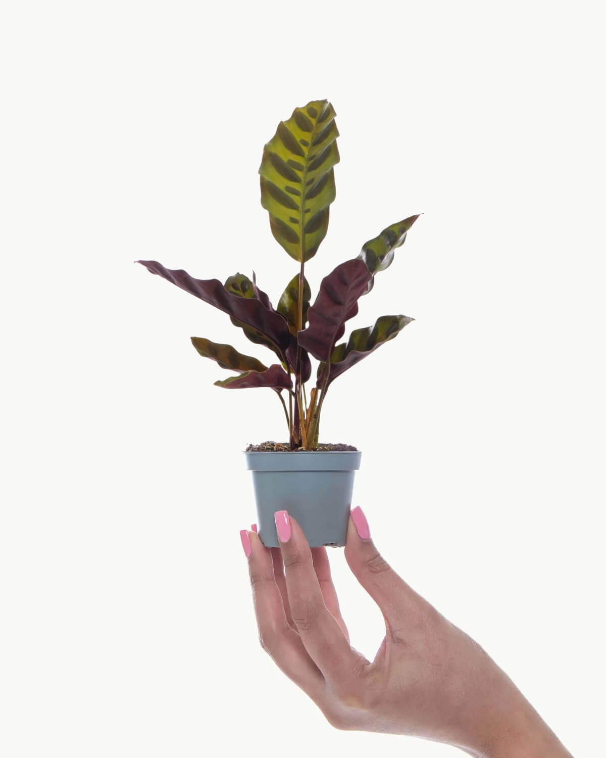 Lil' Lancifolia Prayer Plant