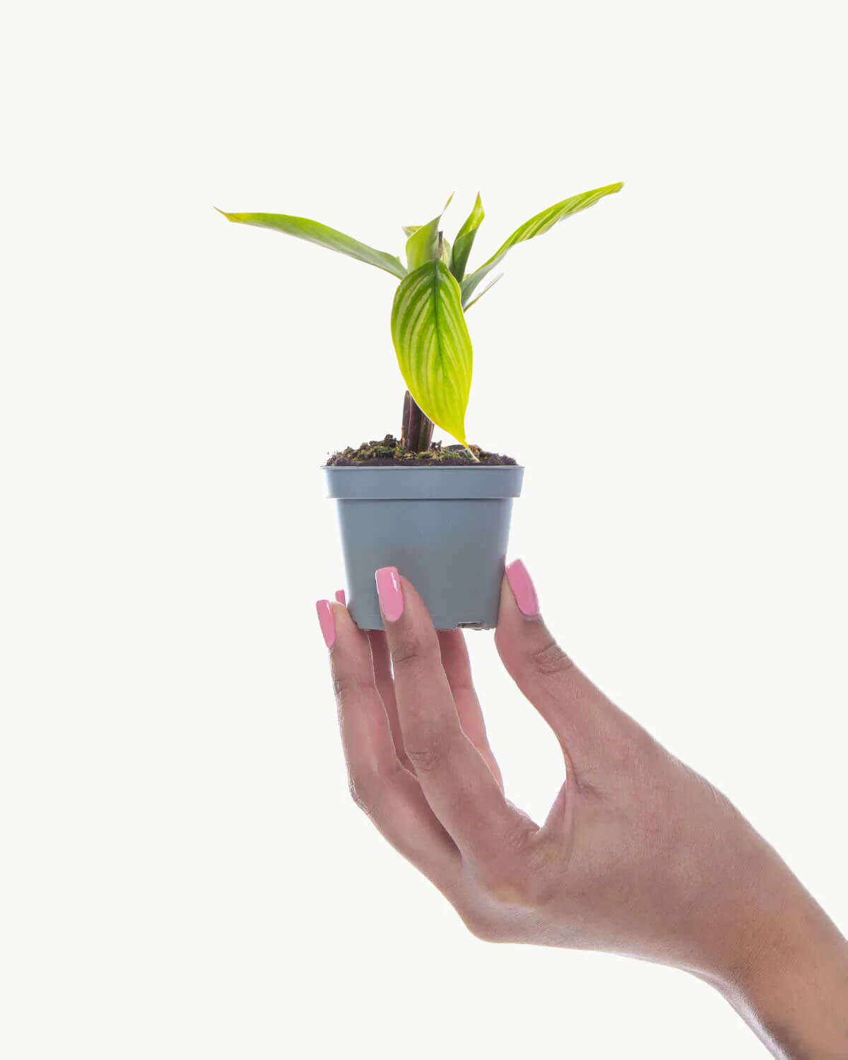 Lil' Vittata Prayer Plant