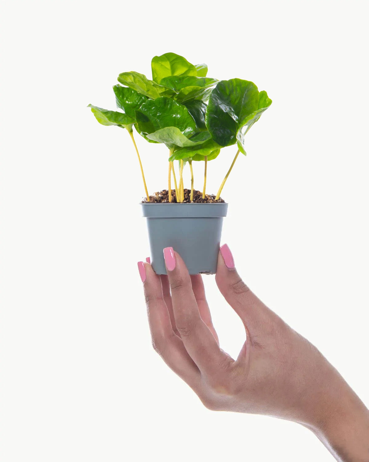 Lil' Coffee Plant
