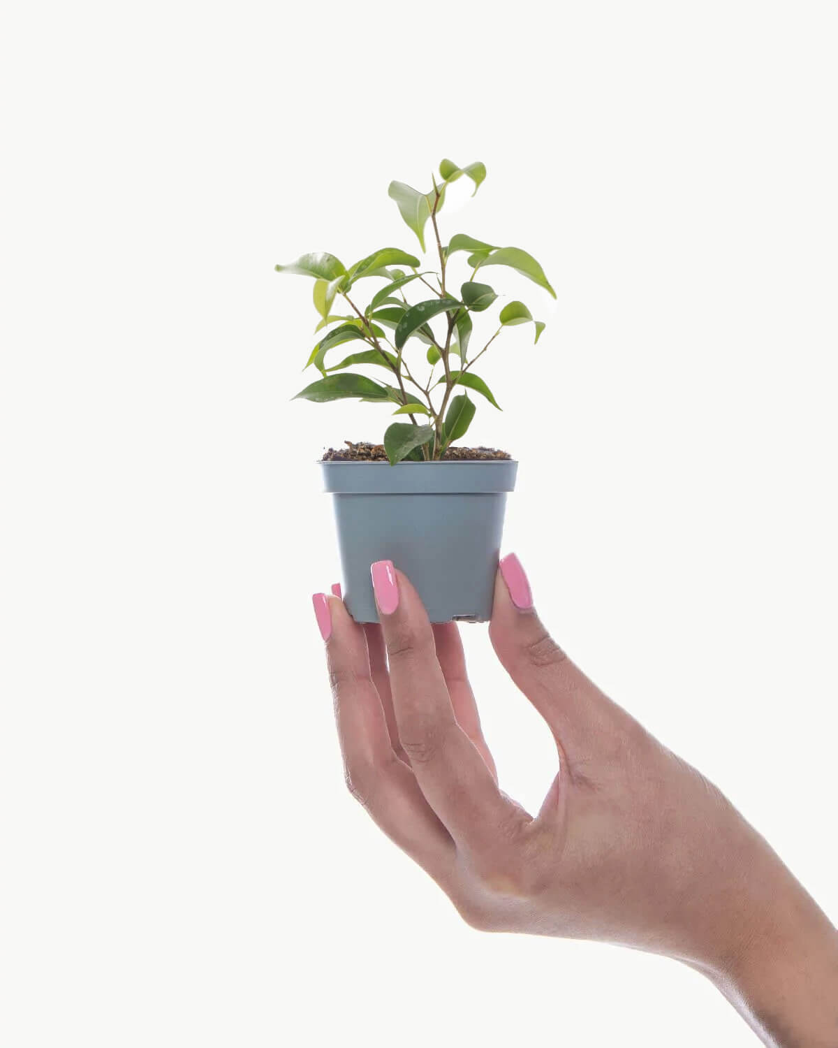 Lil' Weeping Fig