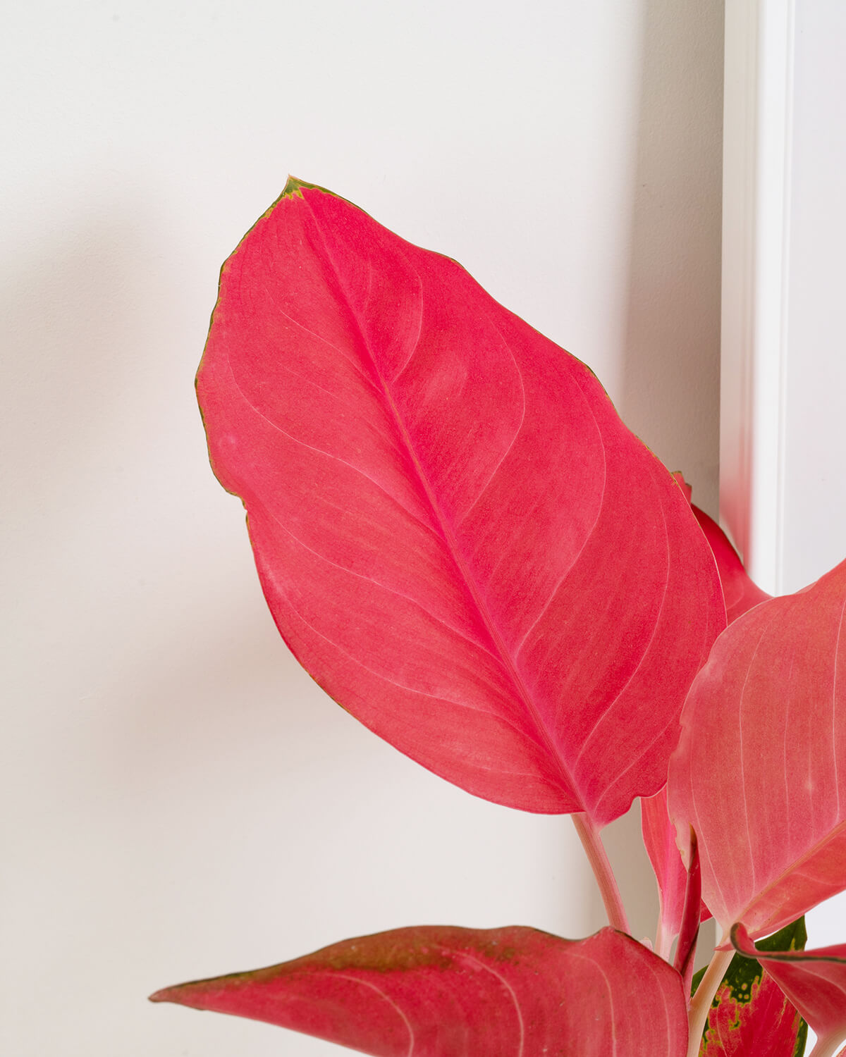 Red Zirkon