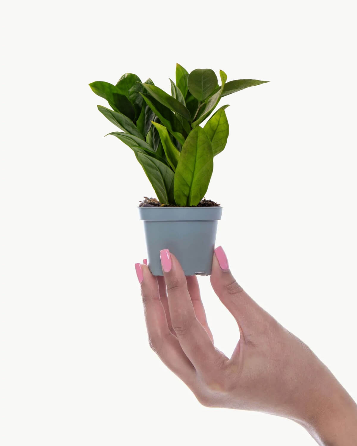 Lil' ZZ Plant