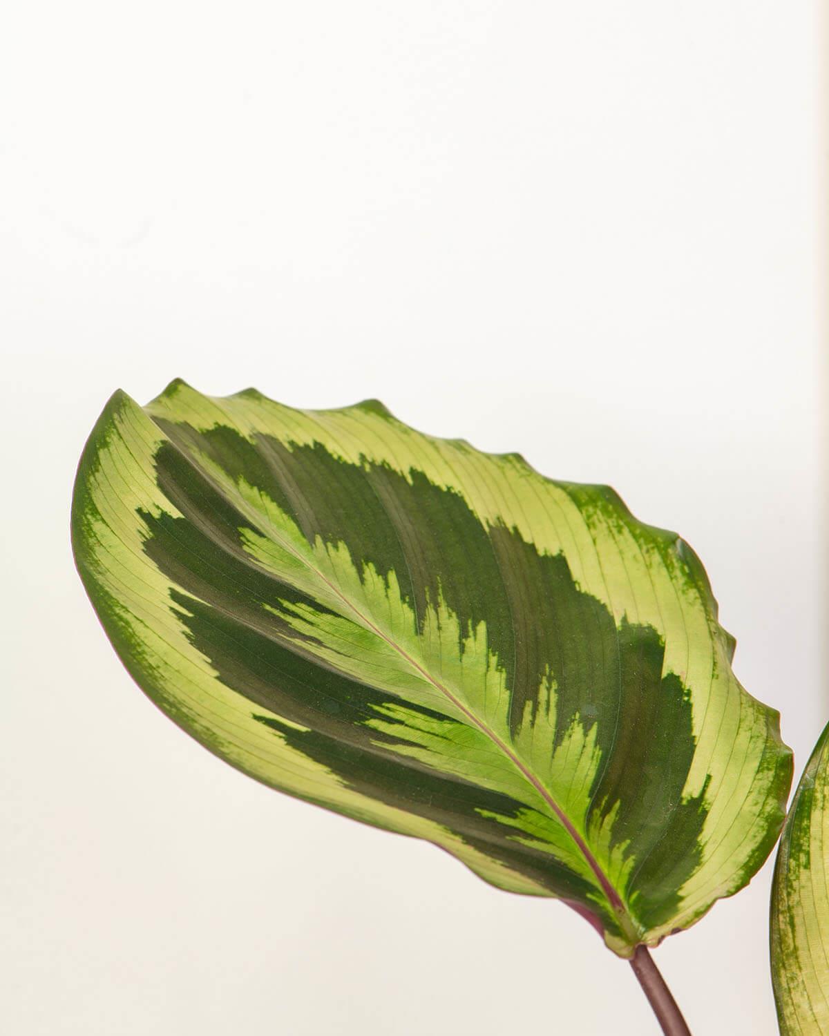 Medallion Prayer Plant
