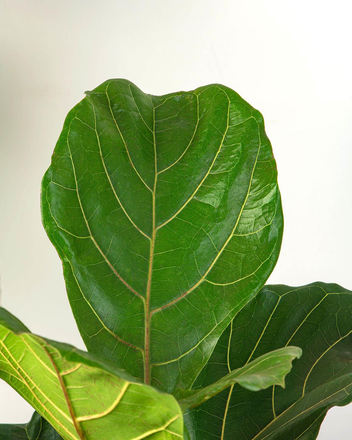 Fiddle-leaf Fig