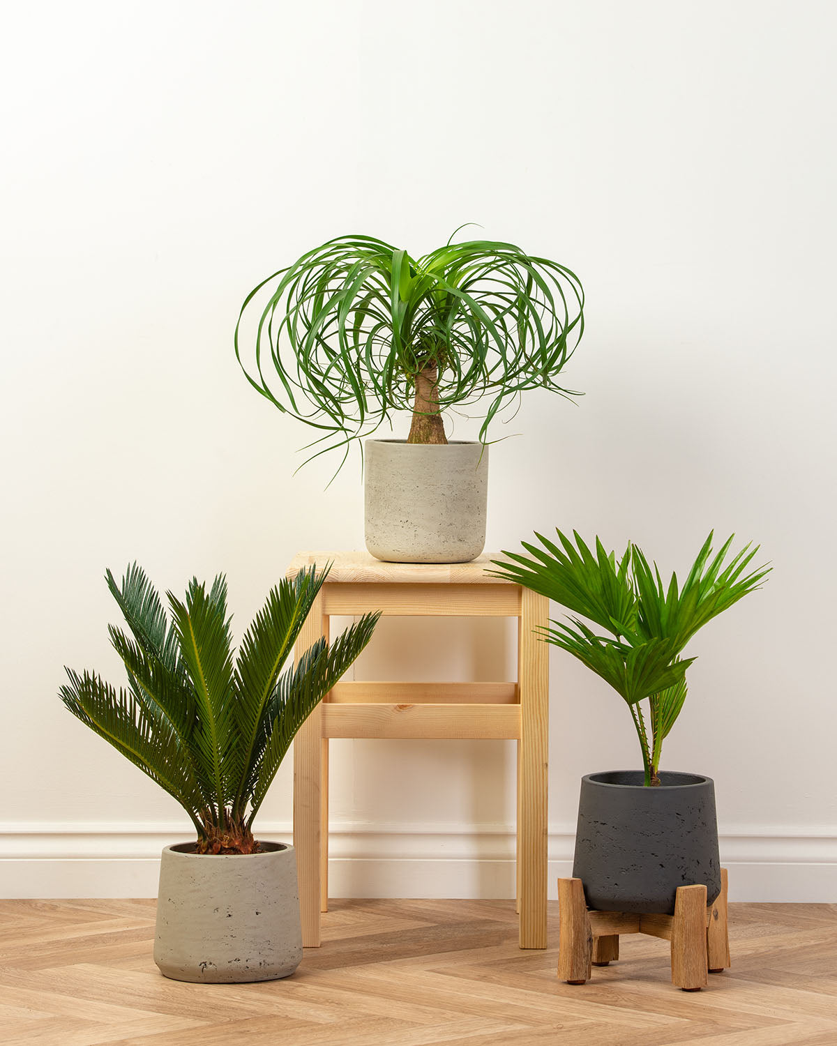 Palm Bundle