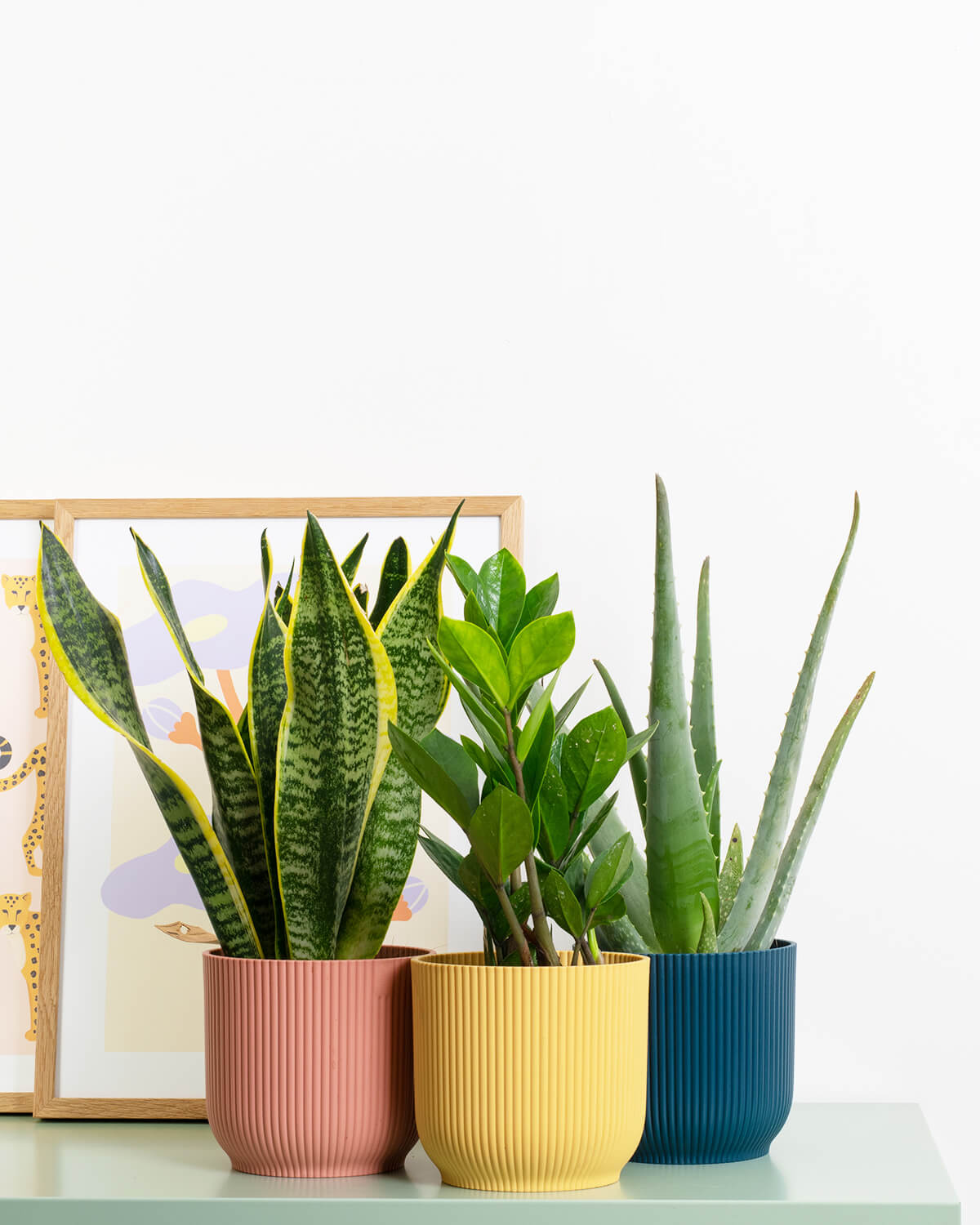 air purifying indoor plants uk Air Purifying Bundle | House plant Bundle